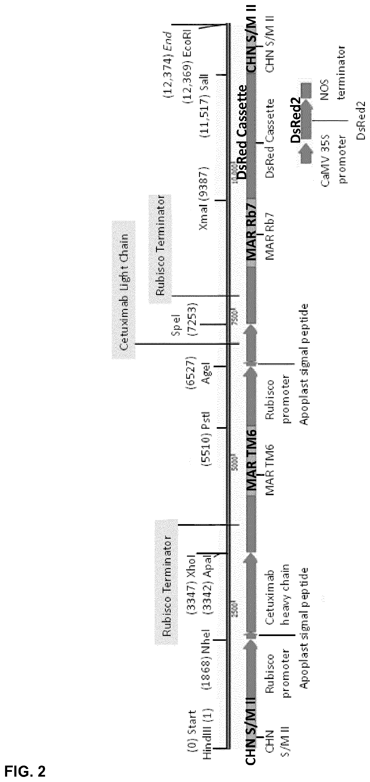 A recombinant protein comprising a double stranded RNA binding domain