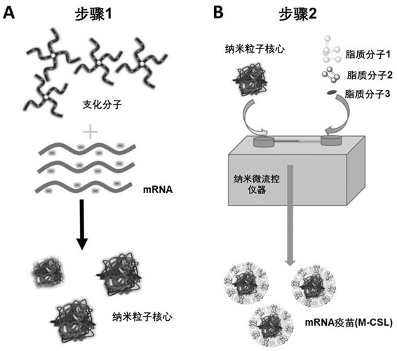 Anti-tumor vaccine with core-shell structure containing branched polymer and mRNA and application of anti-tumor vaccine