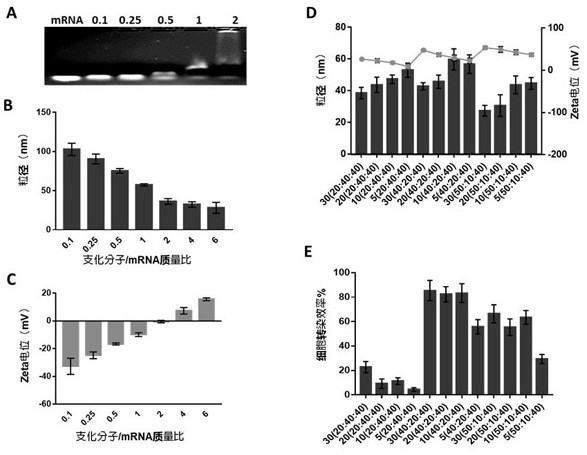 Anti-tumor vaccine with core-shell structure containing branched polymer and mRNA and application of anti-tumor vaccine