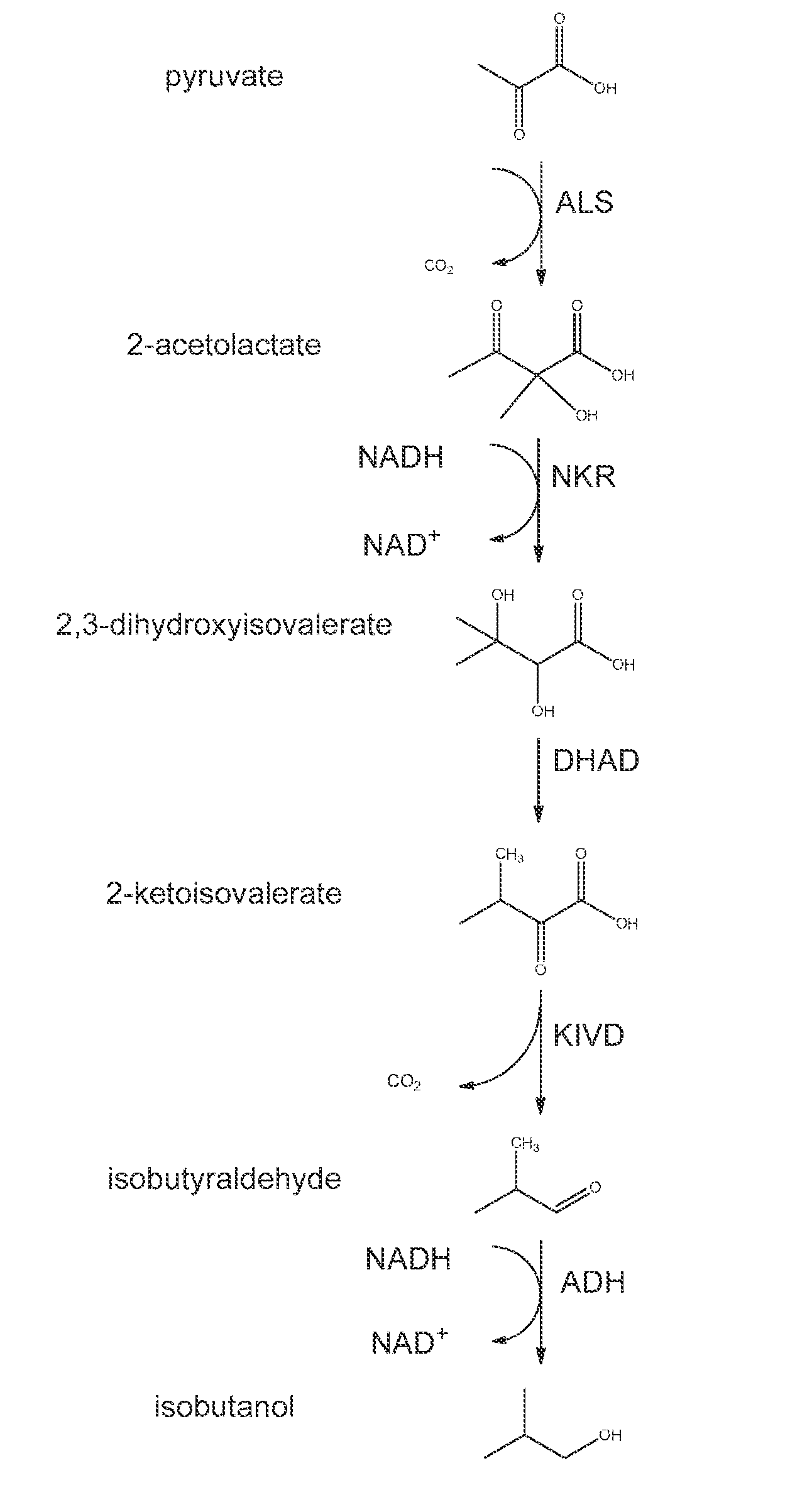 High-Performance Ketol-Acid Reductoisomerases