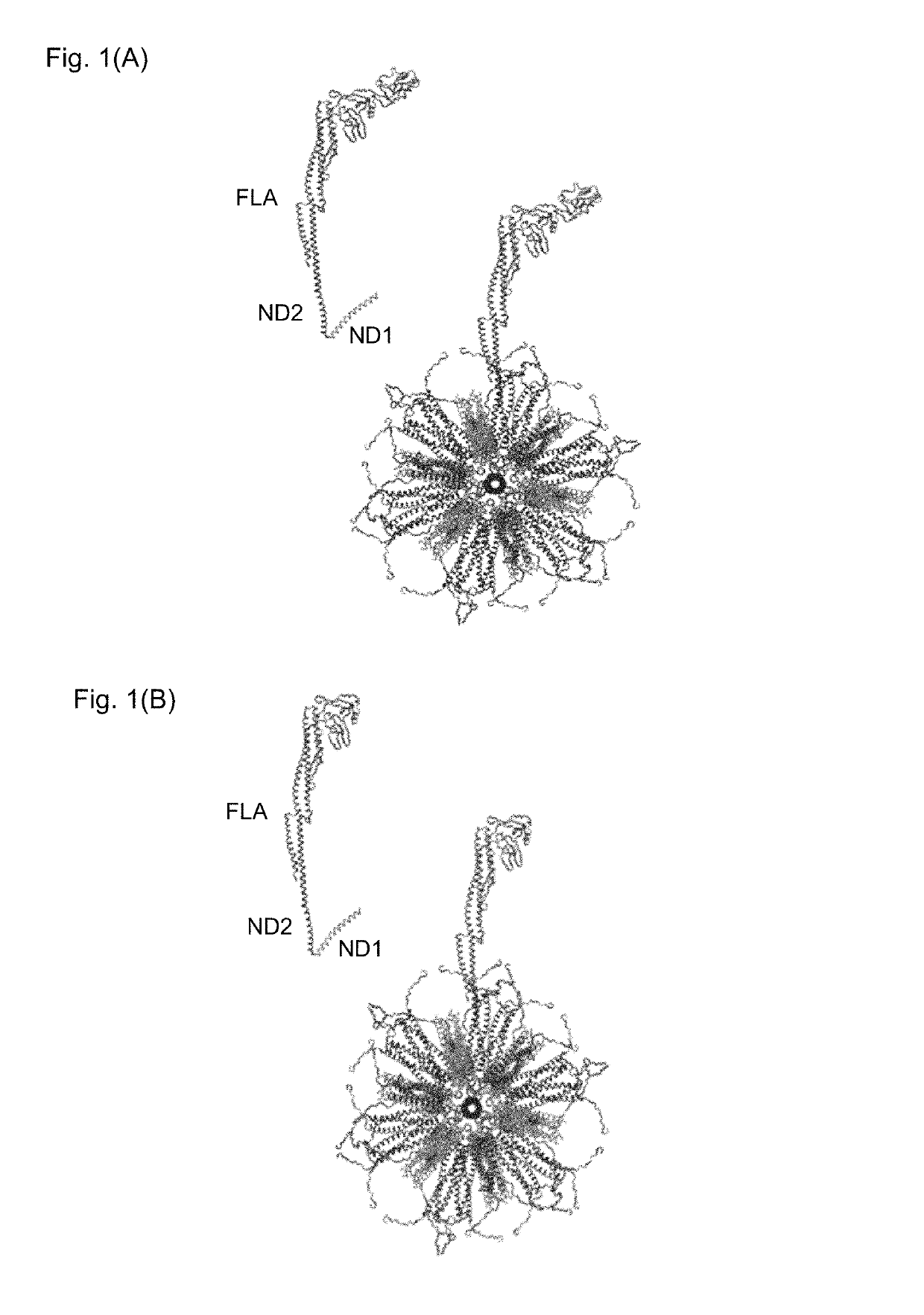 Flagellin-containing protein nanoparticles as a vaccine platform