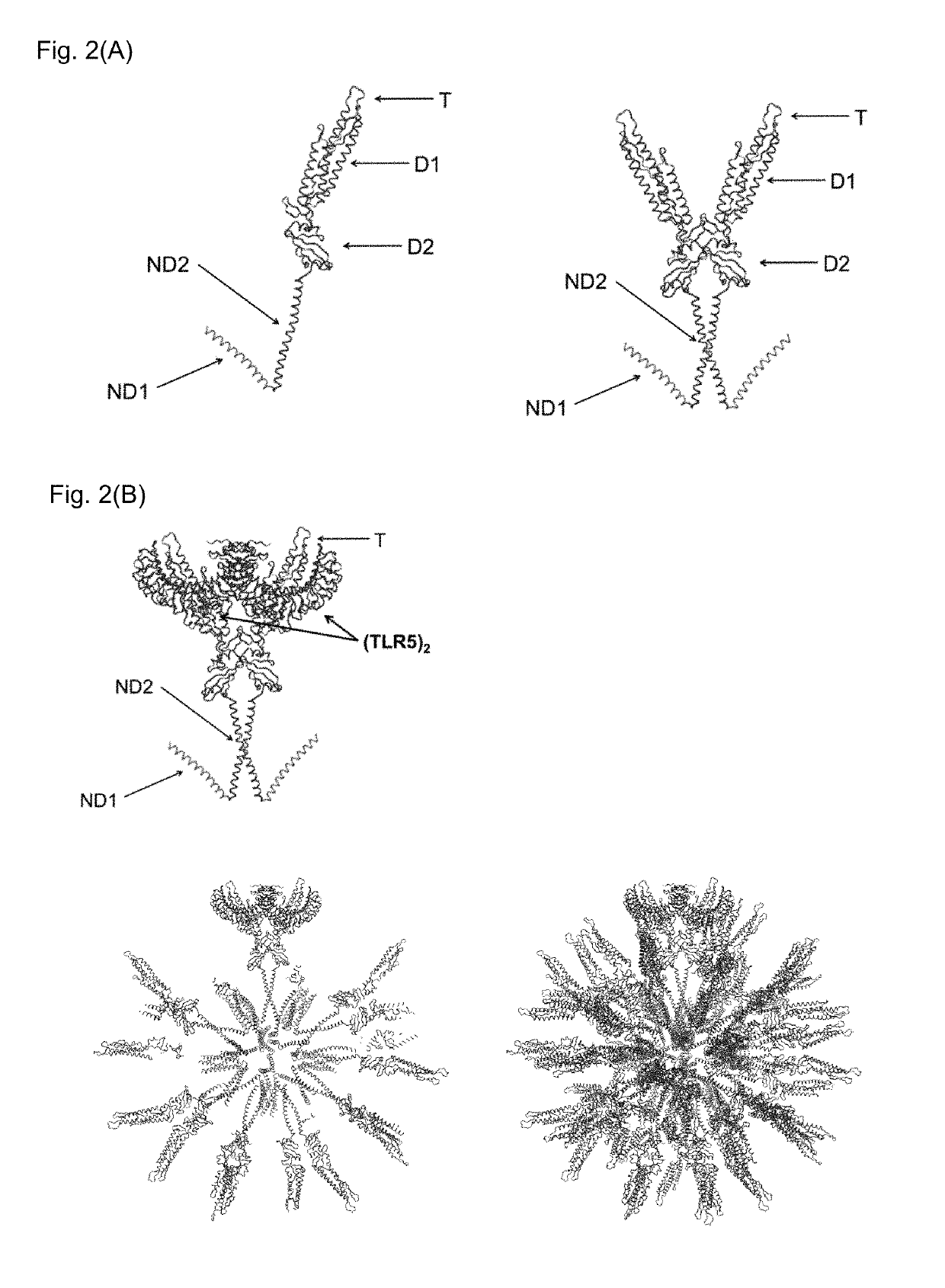 Flagellin-containing protein nanoparticles as a vaccine platform