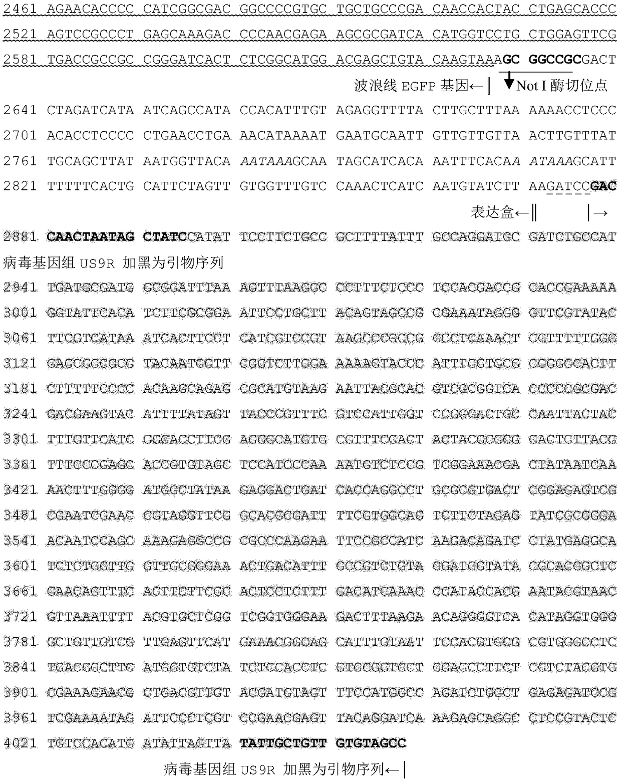 Infectious laryngotracheitis recombinant virus strain for expressing Newcastle disease virus F protein and establishment and application of strain