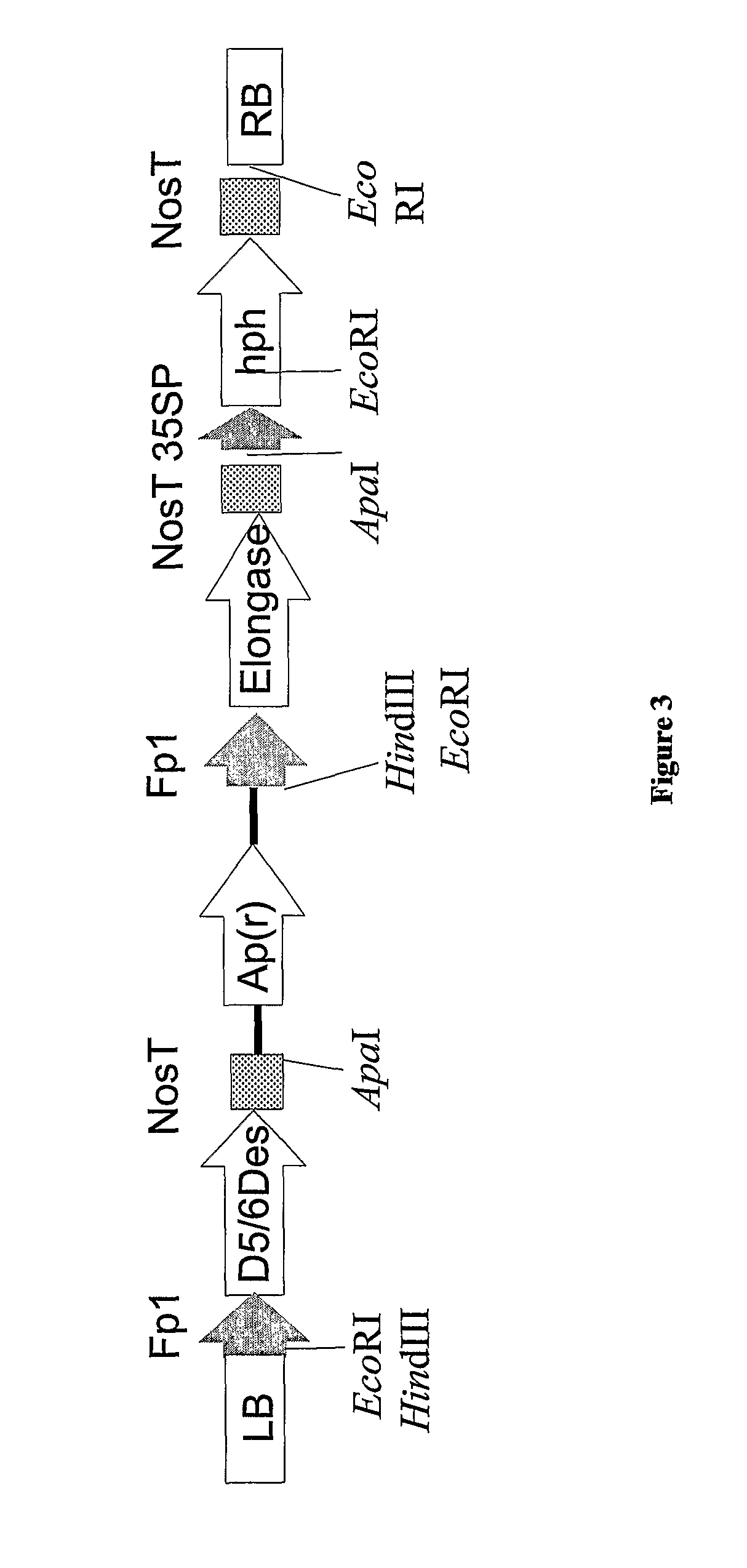 Synthesis of long-chain polyunsaturated fatty acids by recombinant cells