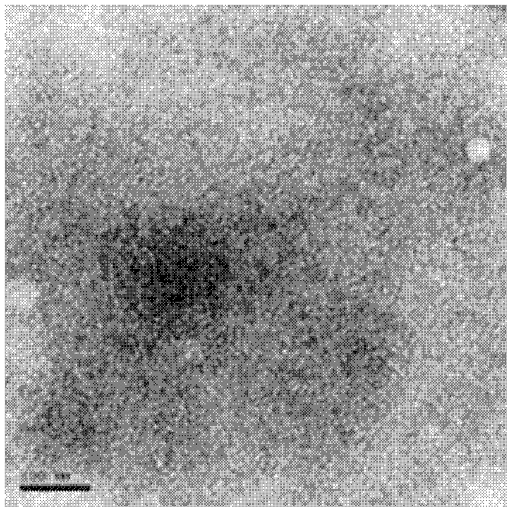 Human papillomaviruse type hybrid virus-like particles and preparation method thereof