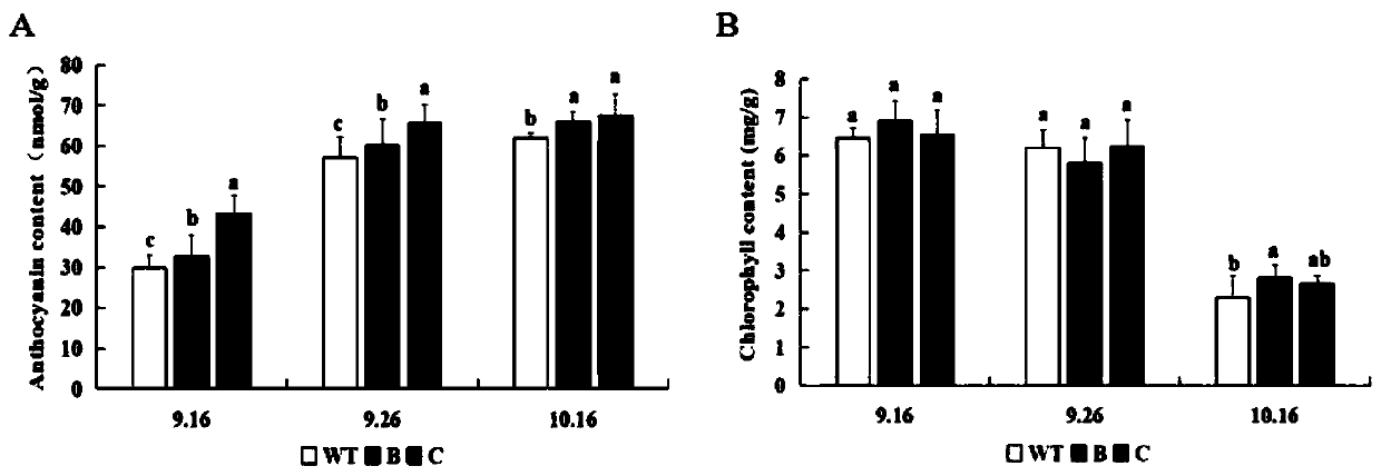 Application of Populus trichocarpa PtrMYB119 gene in improvement of drought resistance of tobacco