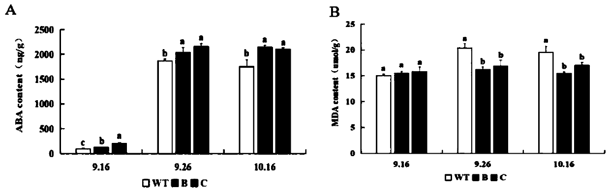 Application of Populus trichocarpa PtrMYB119 gene in improvement of drought resistance of tobacco