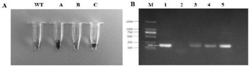 Application of Populus trichocarpa PtrMYB119 gene in improvement of drought resistance of tobacco