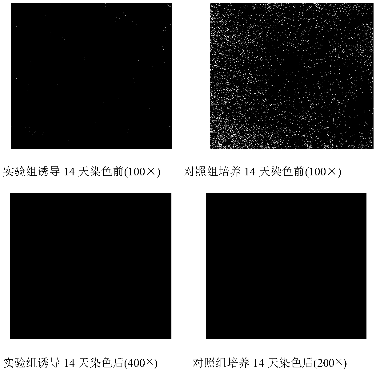 Preparation method of freeze-dried powder containing stem-cell active factors