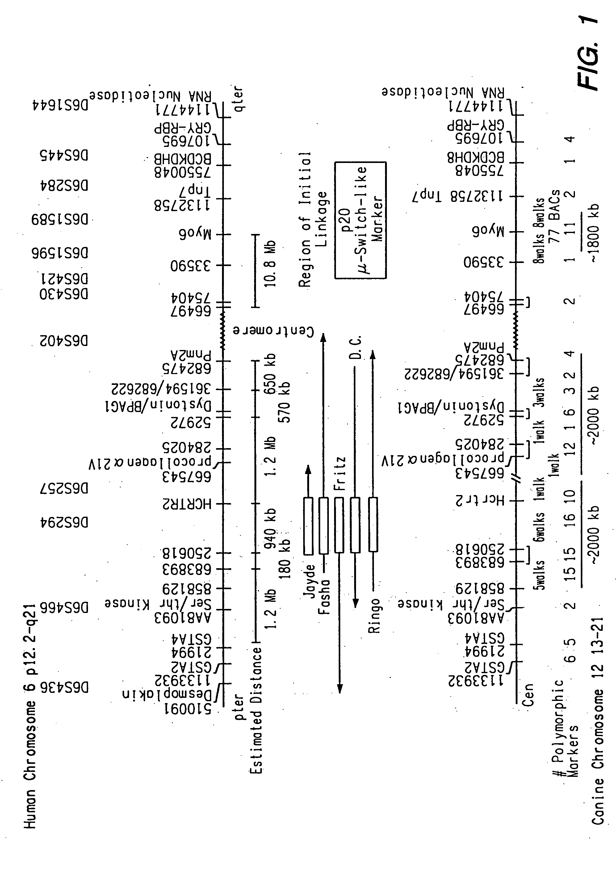 Hypocretin receptor in regulation of sleep and treatment of sleep disorders