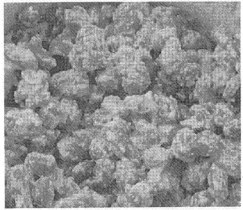 Compositions and methods for coating dry pet kibble