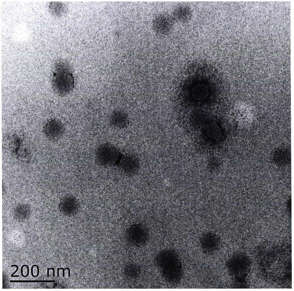 A kind of preparation method of water-based polyaniline modified epoxy cationic emulsion