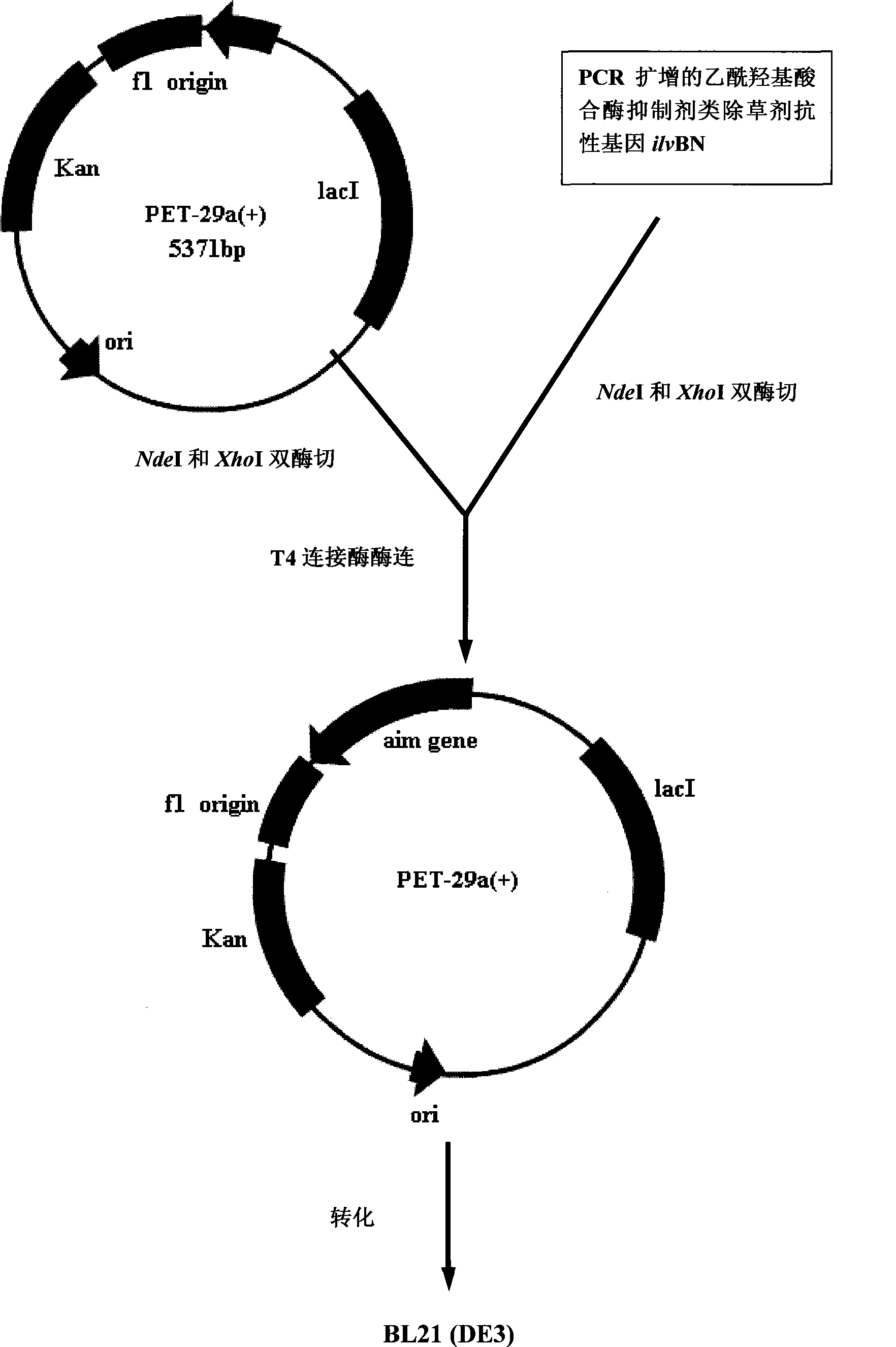 Resistance gene ilvBN of acetohydroxyacid synthase inhibitor herbicides