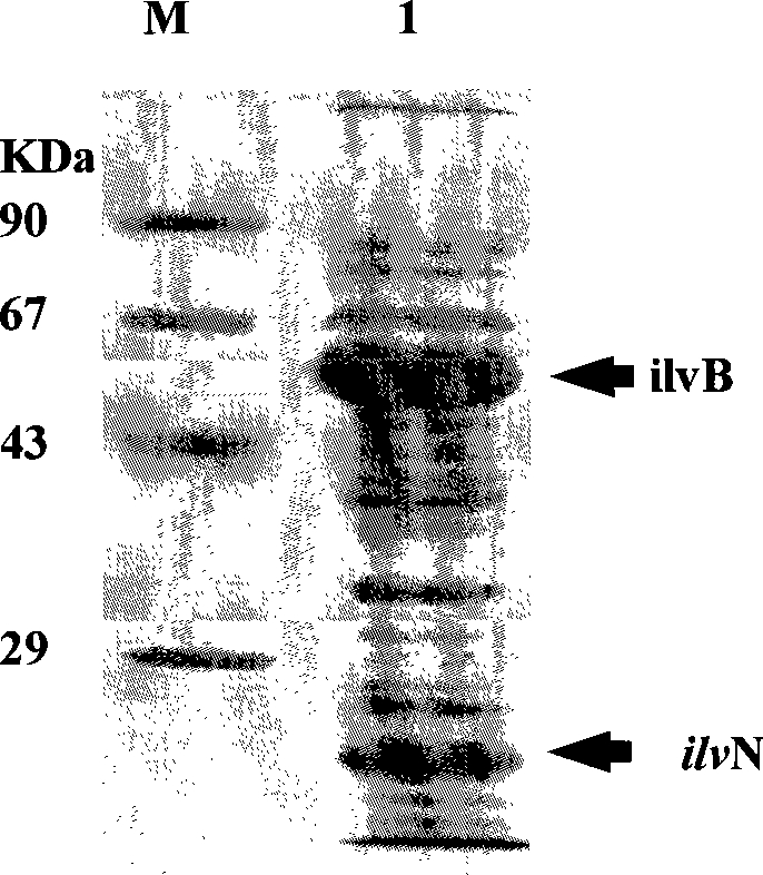 Resistance gene ilvBN of acetohydroxyacid synthase inhibitor herbicides