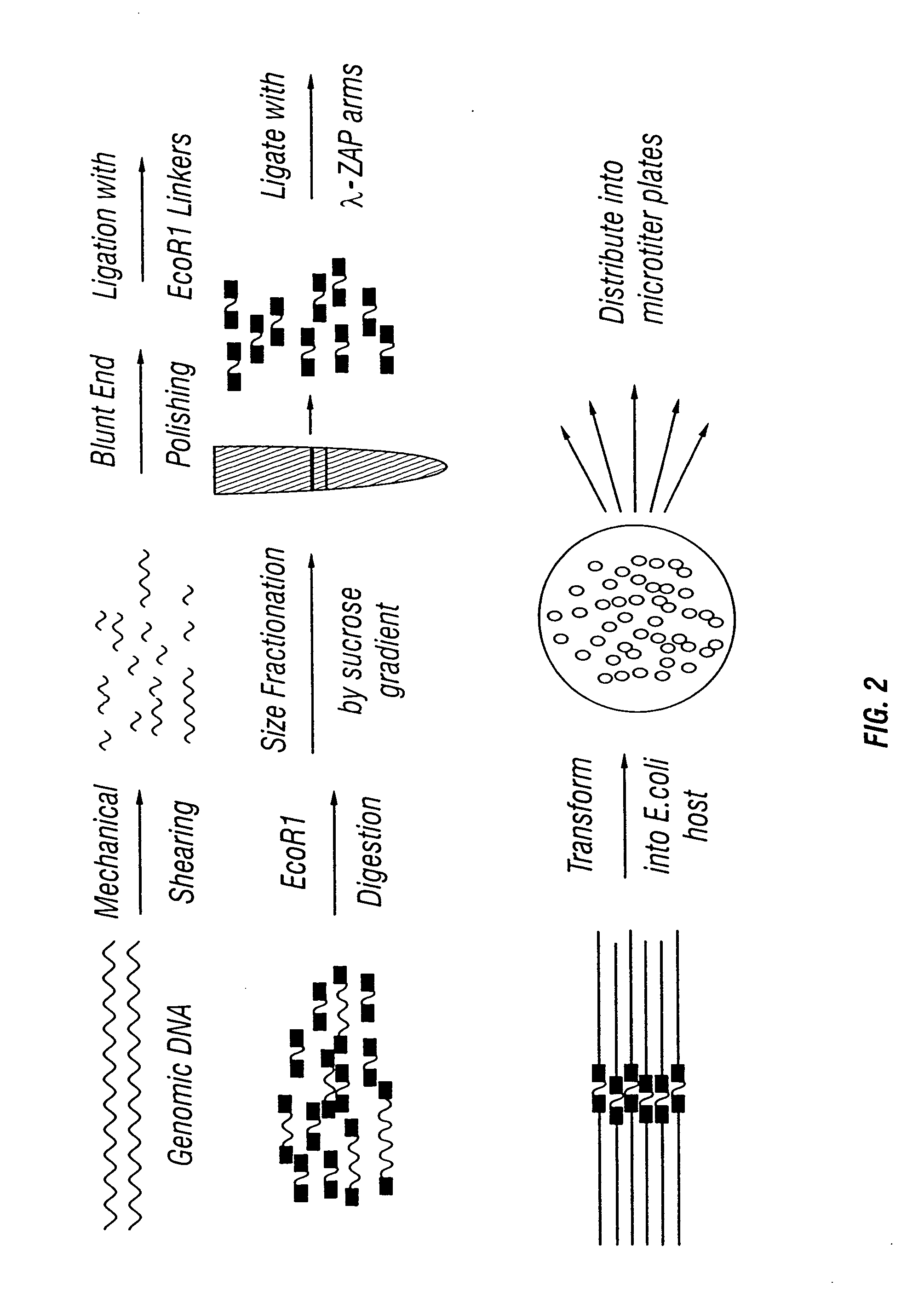 High throughput screening for novel bioactivities