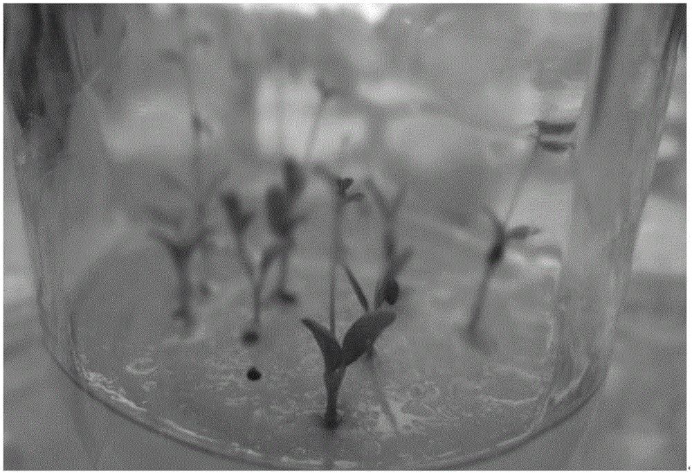 Intermediate propagation method for Diqing wild Lores comiculatus Linn.