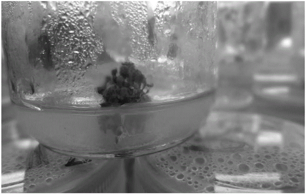 Intermediate propagation method for Diqing wild Lores comiculatus Linn.