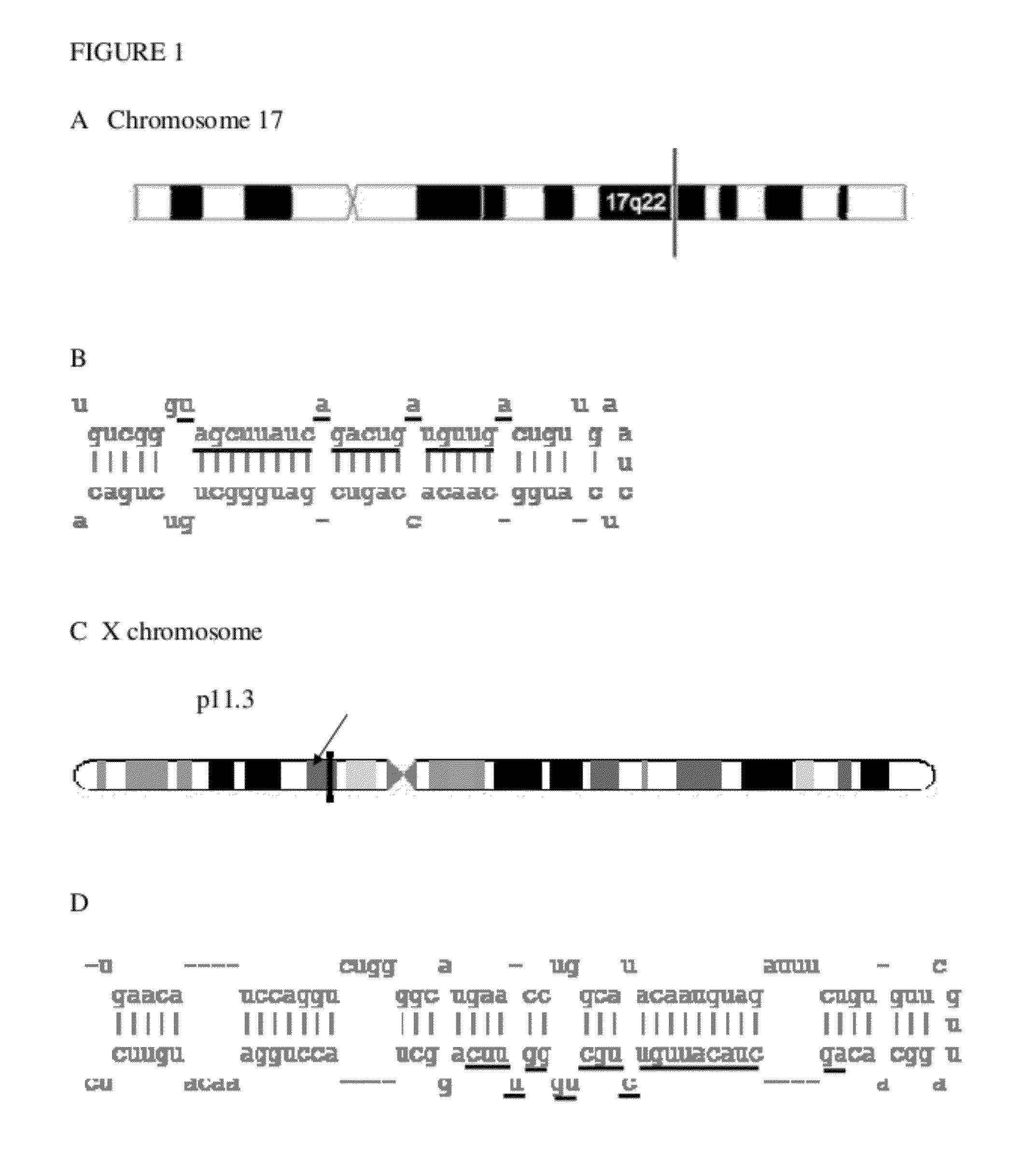 Method and kit for in vitro diagnosis of atherosclerosis