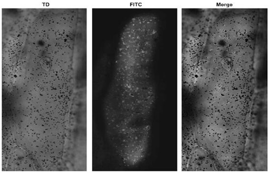 Method based on spinach green RNA visualization and application thereof