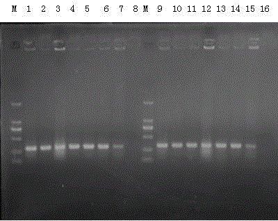 Identification method for Klebsiella pneumoniae and adopted primers