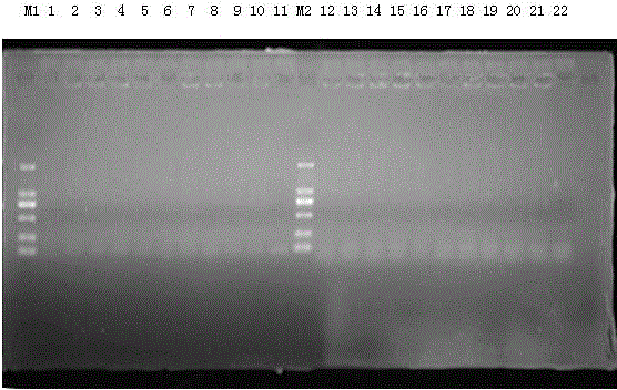 Identification method for Klebsiella pneumoniae and adopted primers