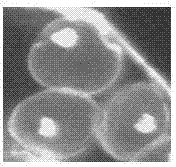 Method for obtaining haplobiont through inducing sporidia of eustoma grandiflorum