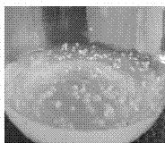 Method for obtaining haplobiont through inducing sporidia of eustoma grandiflorum