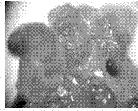 Method for obtaining haplobiont through inducing sporidia of eustoma grandiflorum