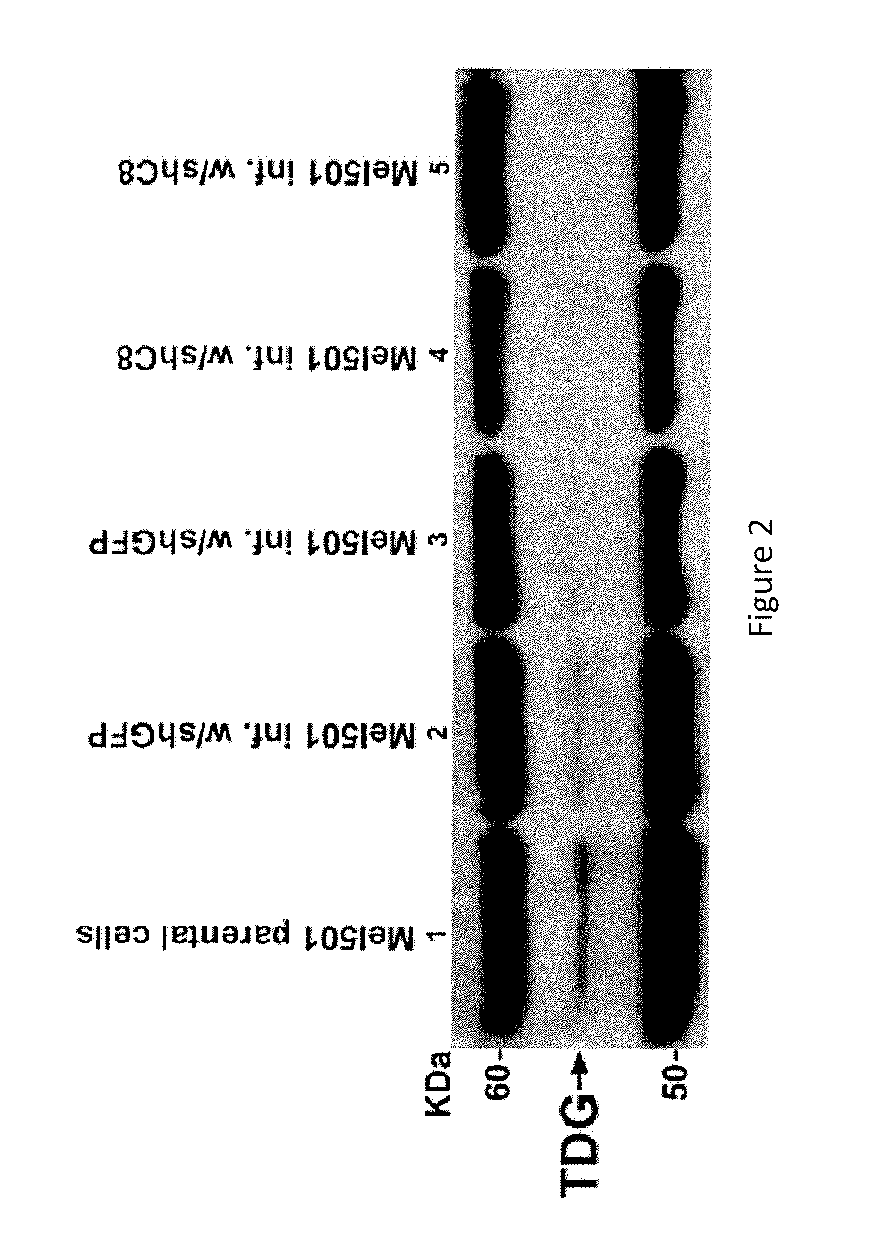 Inhibition of Thymine DNA Glycosylase in the Treatment of Cancer