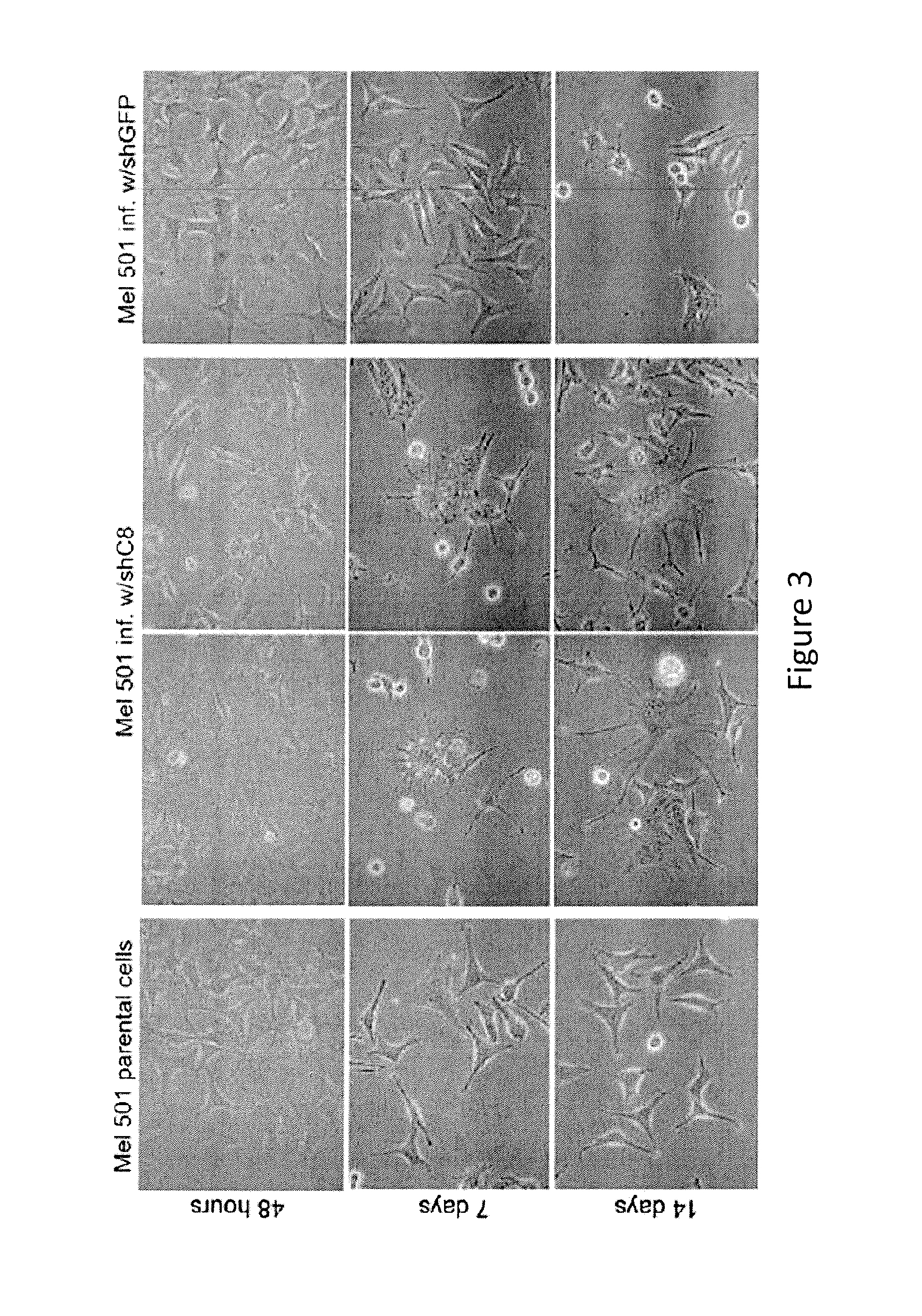 Inhibition of Thymine DNA Glycosylase in the Treatment of Cancer