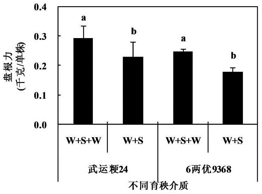 Method for soilless simple rice seedling raising of machine-transplanted rice