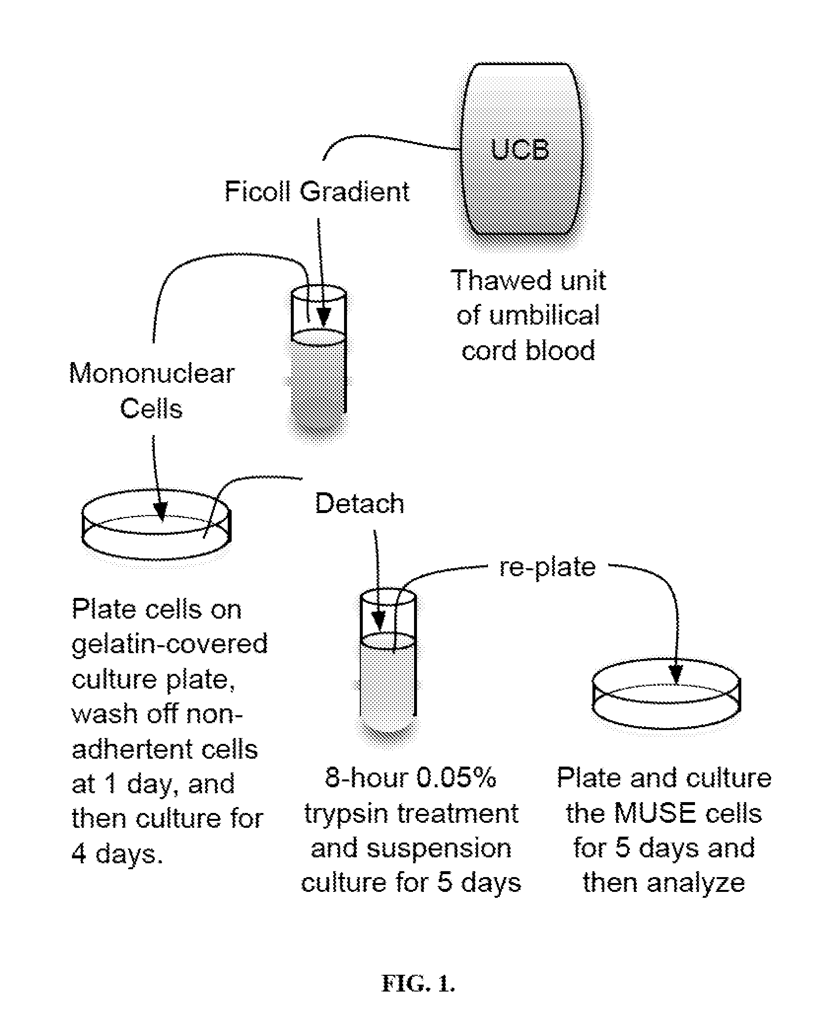 Muse cells isolation and expansion