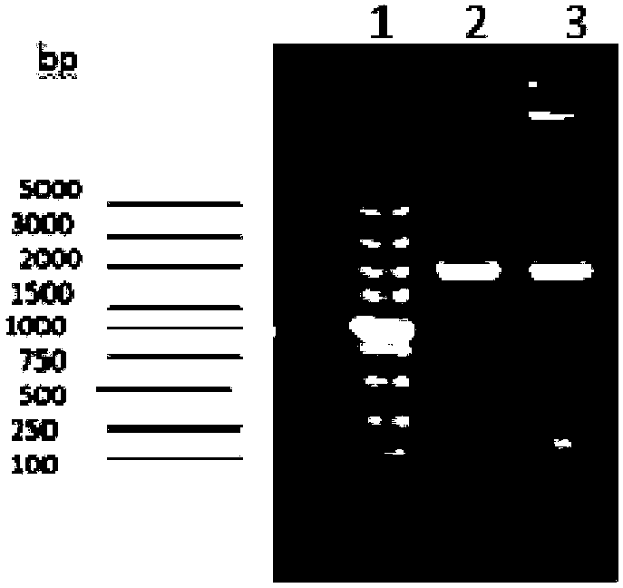 L-threonine high-yield genetic engineering strain and application thereof