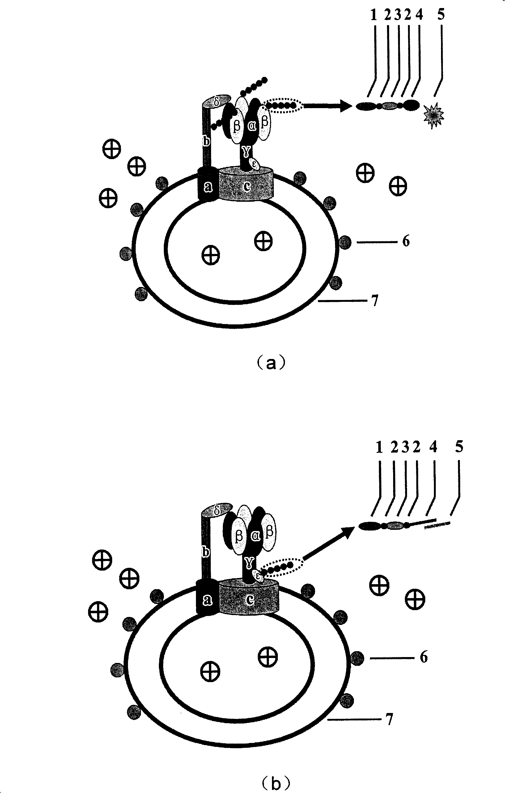 ATP motor rotary type biosensor single molecule analysis and separation technology and method