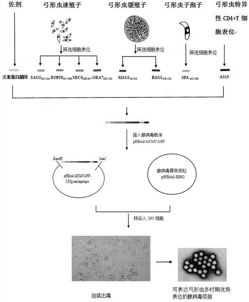 Multivalent adenovirus vaccine for preventing toxoplasmosis