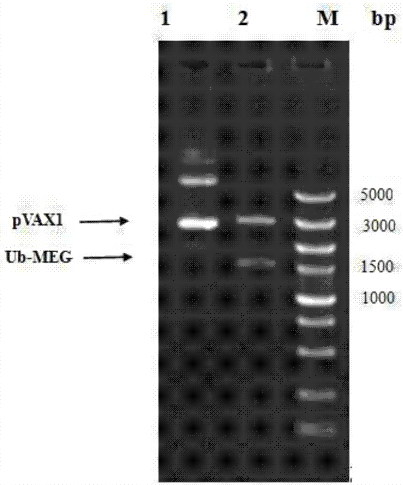 Multivalent adenovirus vaccine for preventing toxoplasmosis