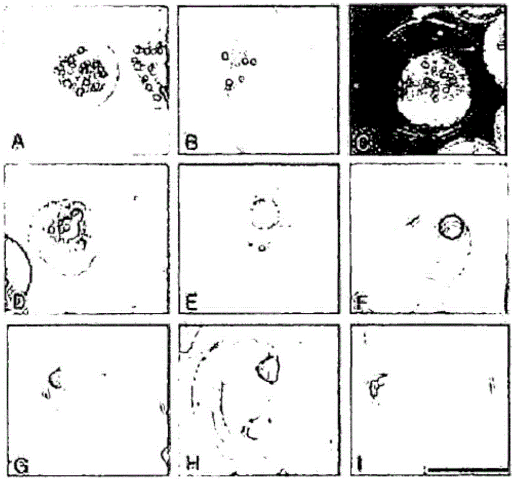 Method for inducing artificial ovulation and spawning of fresh-water eels