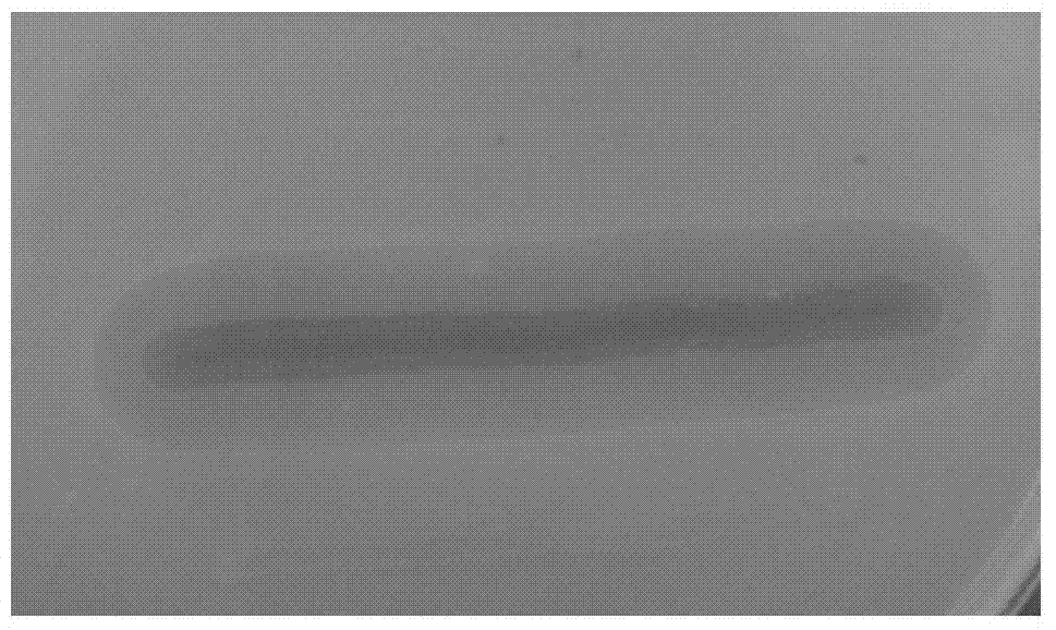 Iota-carrageenan degrading bacterium as well as fermentation method and application thereof