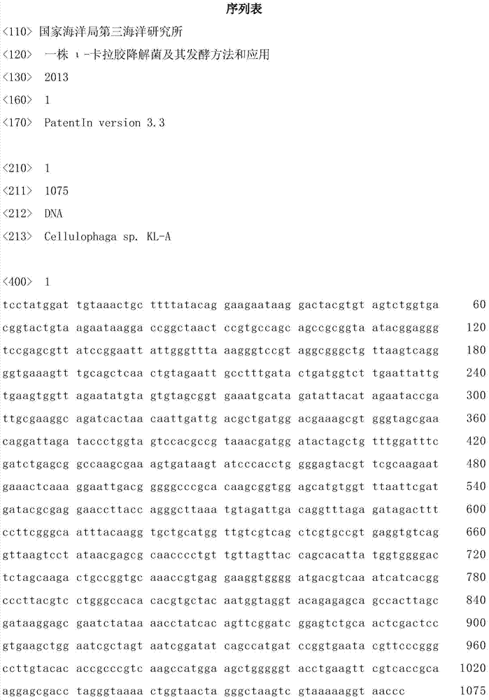 Iota-carrageenan degrading bacterium as well as fermentation method and application thereof