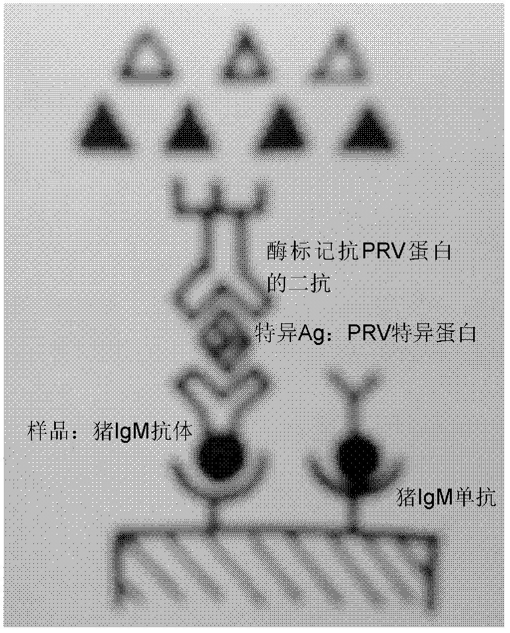 ELISA (enzyme-linked immuno sorbent assay) detection kit of porcine pseudorabies virus IgM antibody