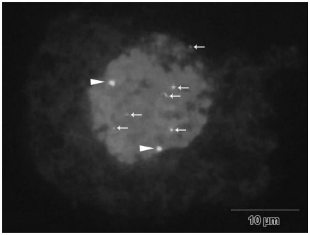 Ribosome DNA oligonucleotide mixed probe sleeve based on reference genome of chrysanthemum related species plant and development method