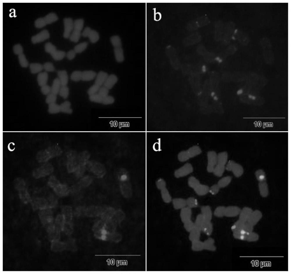 Ribosome DNA oligonucleotide mixed probe sleeve based on reference genome of chrysanthemum related species plant and development method