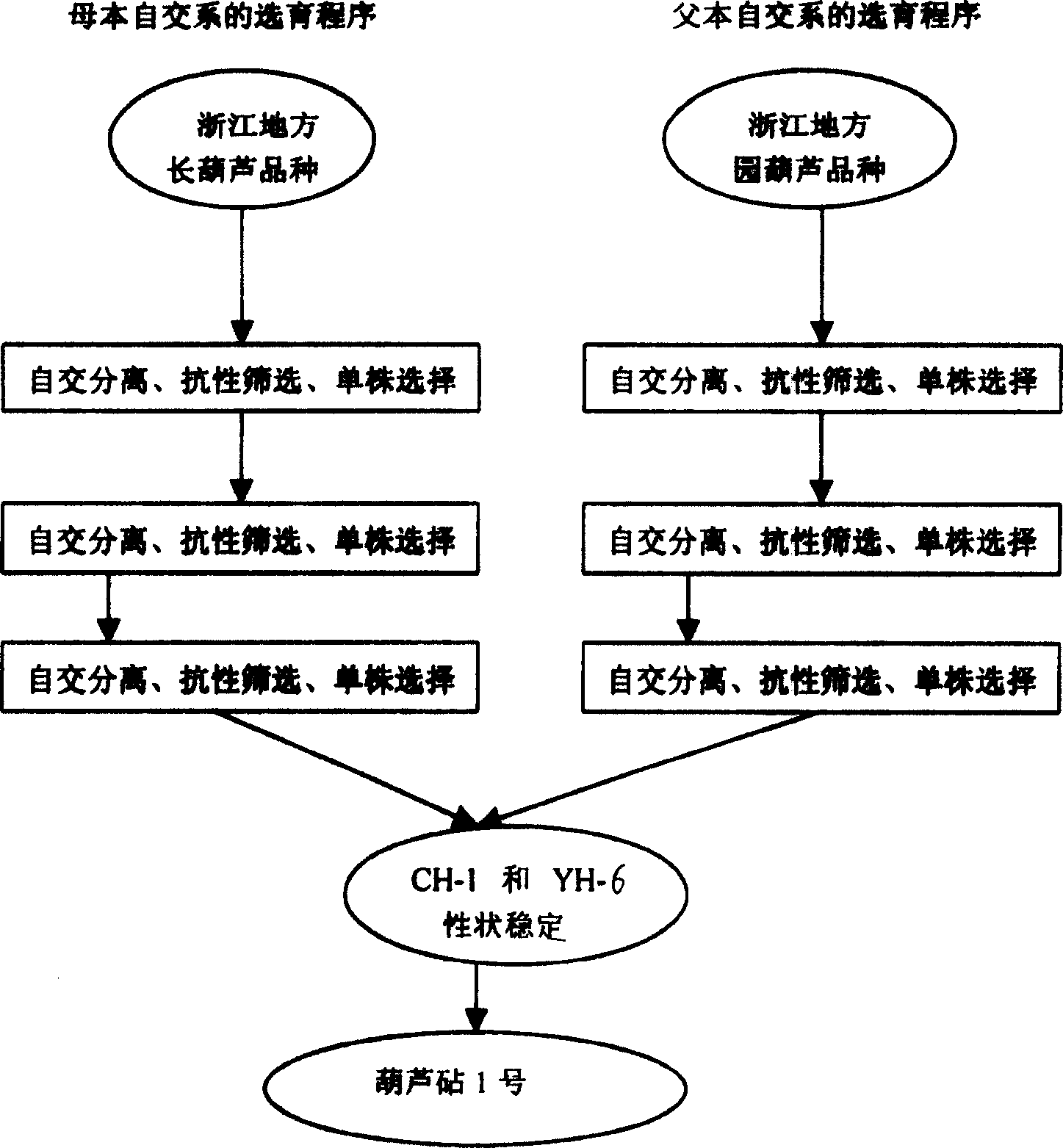 Method for selecting and breeding hybrid stock special for prevention and treatment of watermelon fusarium wilt