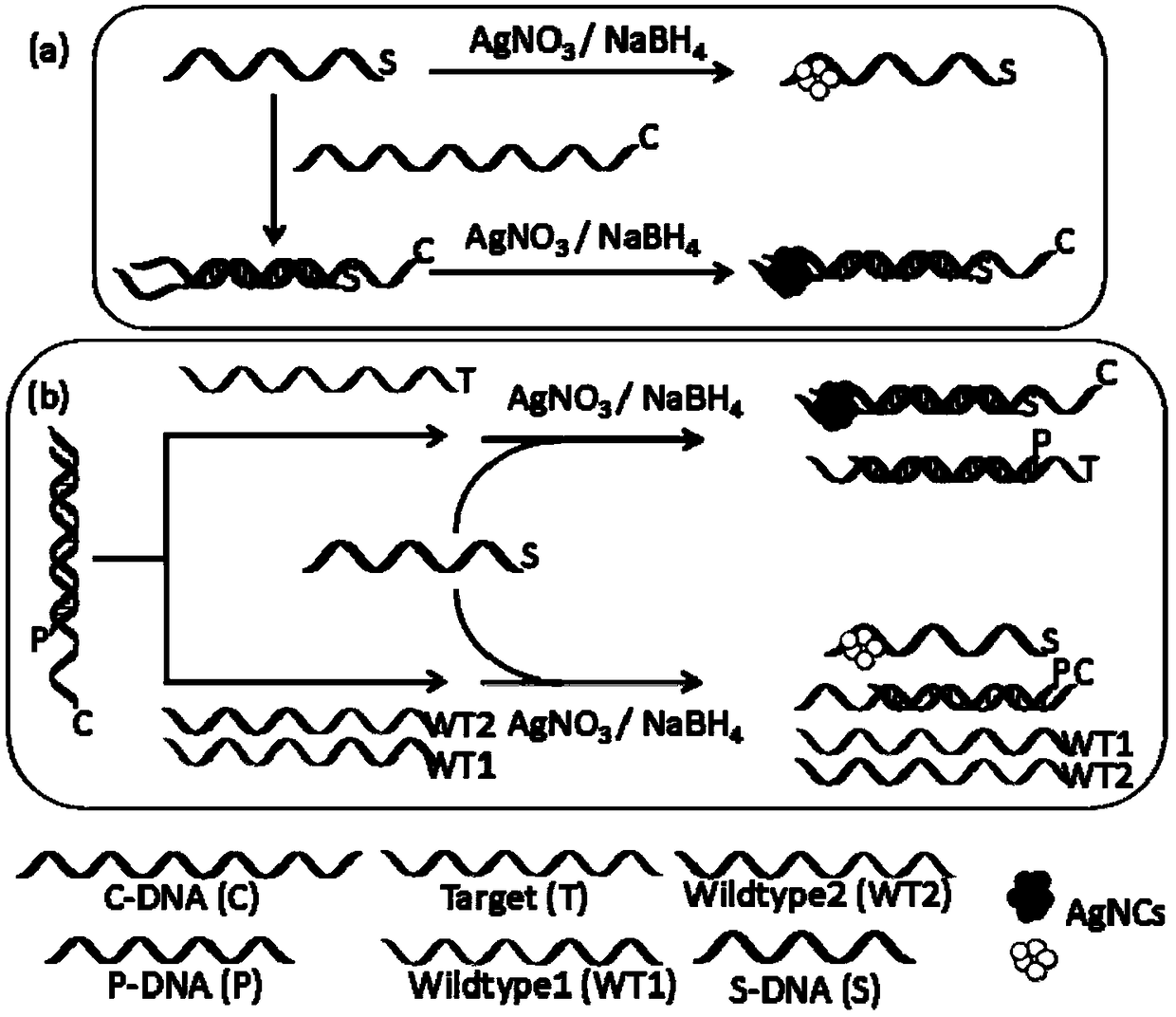 Biosensor based on strand displacement and dark-state silver clusters and application method of biosensor