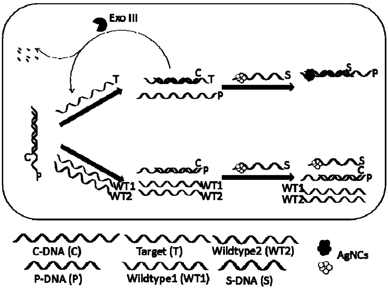 Biosensor based on strand displacement and dark-state silver clusters and application method of biosensor