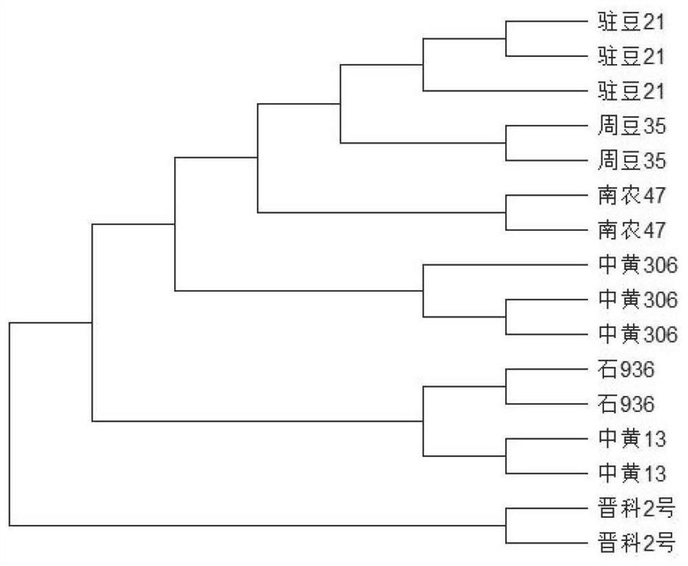 KASP-based soybean core SNP markers and application thereof