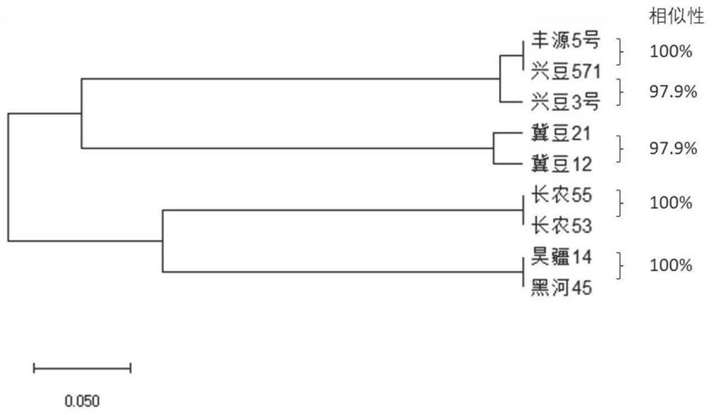 KASP-based soybean core SNP markers and application thereof