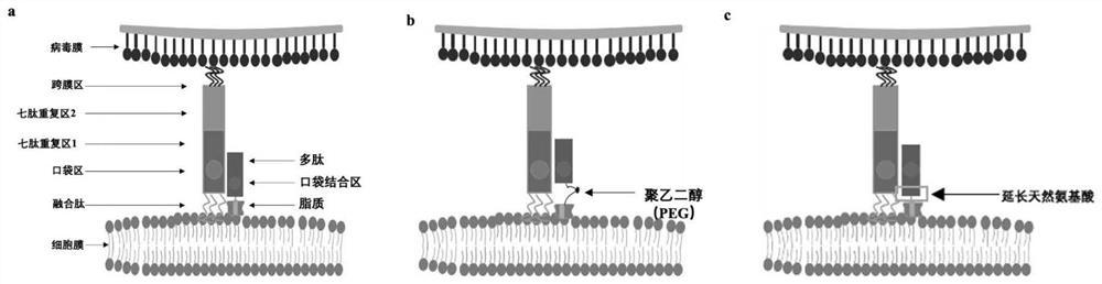 Polypeptide, preparation method and application thereof