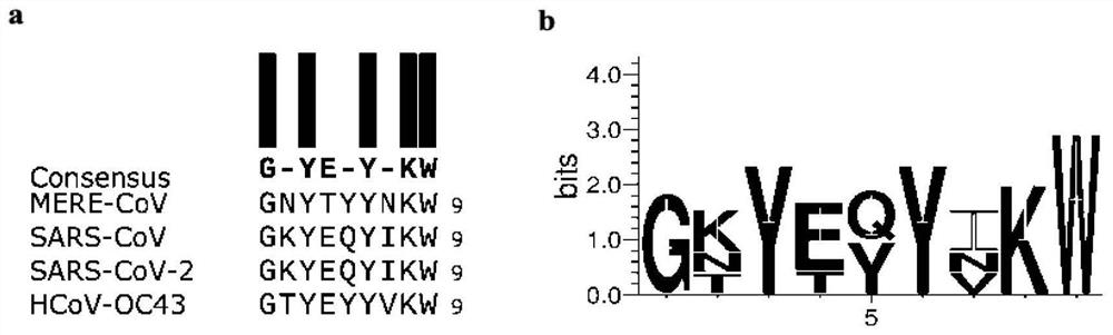 Polypeptide, preparation method and application thereof