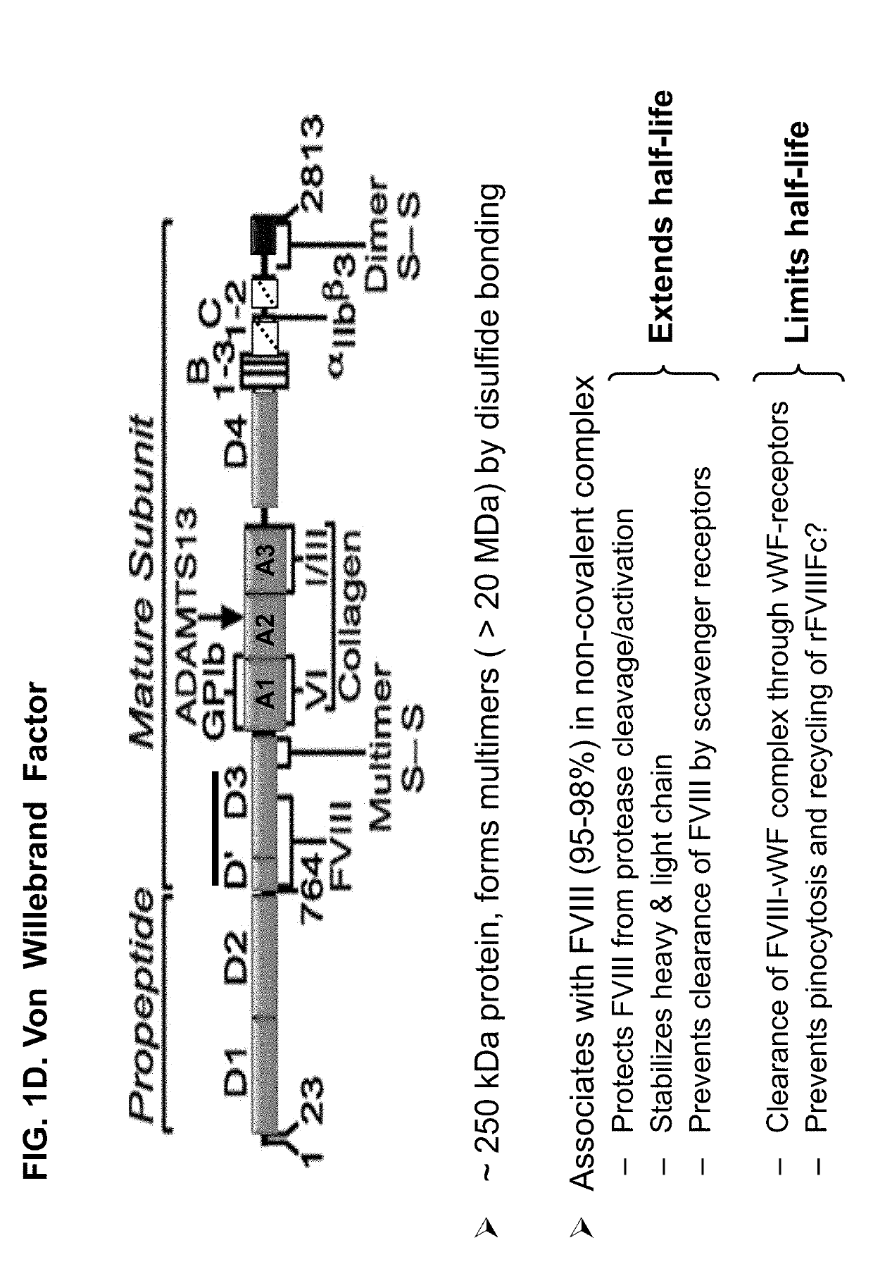 Factor viii complex with xten and von willebrand factor protein, and uses thereof